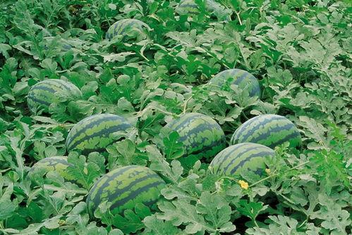 吃瓜的群广艺,揭秘网络社交圈的趣味与魅力