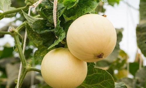 吃瓜吃的喉咙疼怎么处理,缓解吃瓜喉咙不适的实用攻略