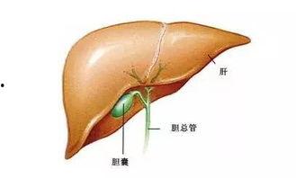 切除了胆囊可以吃瓜吗,瓜类食物的食用指南