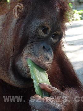 大姐吃瓜像猩猩,猩猩般的吃瓜姿势引网友热议