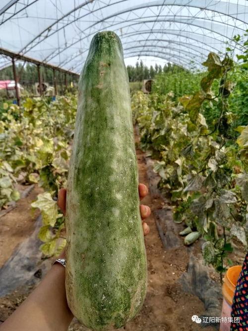 带你吃瓜的冰雪,带你吃瓜探秘童话世界