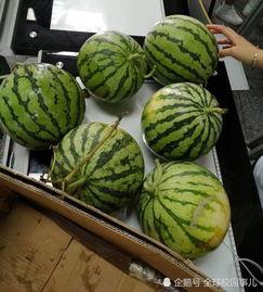 学校可以吃瓜,揭秘校园里的那些事儿