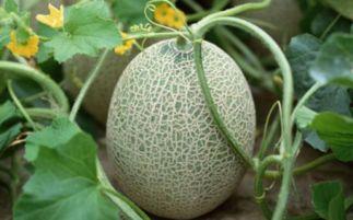 喝牛奶后多久可吃哈密瓜,牛奶与哈密瓜的黄金搭配时间揭秘