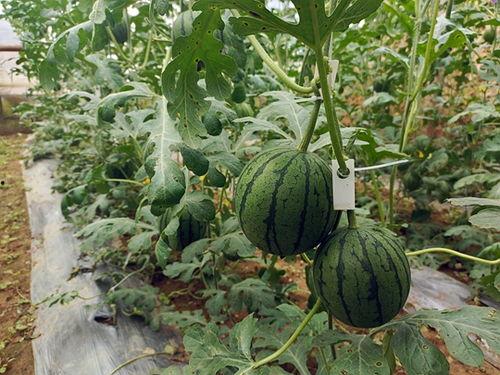 五一免费吃瓜,免费瓜果盛宴来袭！