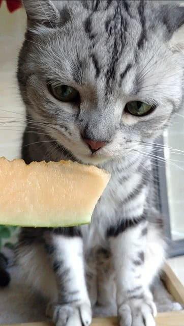 什么猫喜欢吃瓜,揭秘猫咪偏爱瓜果的秘密