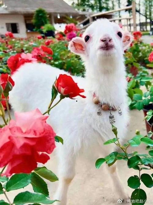 小羊努力吃瓜,努力吃瓜的励志篇章