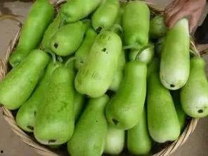 母乳可以吃葫芦瓜吗,母乳喂养期间葫芦瓜的适宜性探讨