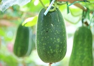 吃瓜最近热传,揭秘近期网络热传事件背后的真相