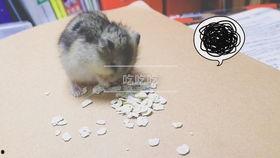 仓鼠吃瓜记,趣味横生的萌宠日常