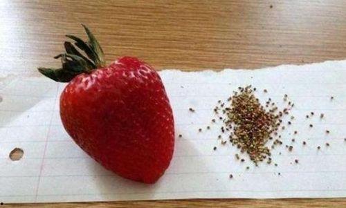 挑草莓籽带你吃瓜