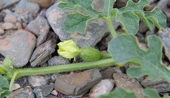 新疆砂瓜可以吃吗,美味可口的沙漠甘露